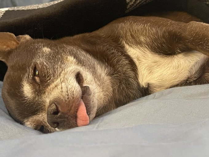 A close-up photo of a brown and white dog sleeping peacefully on its back on a bed, with its tongue slightly sticking out.