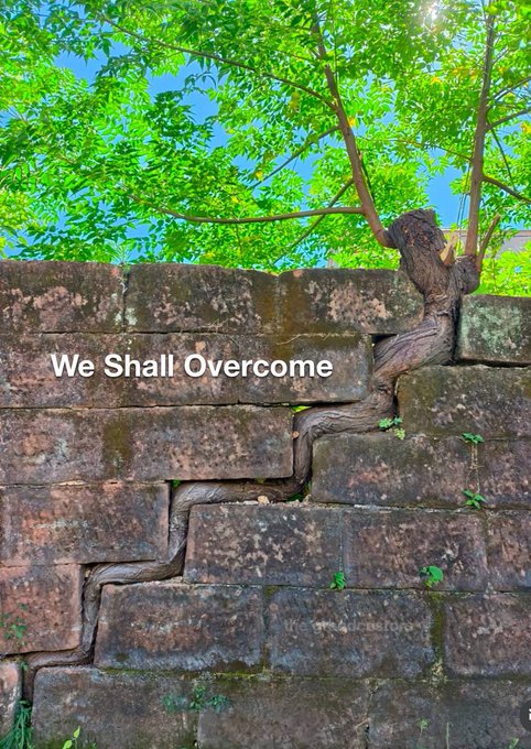 A weathered stone retaining wall with a tree growing through and behind it, overlaid with the text "We Shall Overcome".