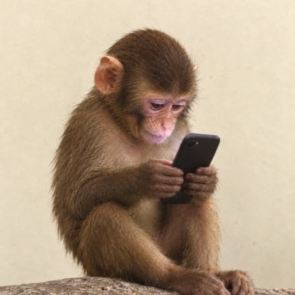 A baby monkey intently studies a smartphone, mirroring the universal curiosity humans have with mobile devices. The image humorously ties to the post's anticipation about $FONE, as the monkey appears just as absorbed in its "phone" moment as any investor awaiting big news.