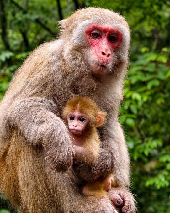 The image features a mother monkey holding her baby, who appears to be a young monkey. The scene takes place outdoors with trees visible in the background. The caption of the image reads "If you were an English-speaking monkey and I didn' t follow you, that'd be on me. Drop a comment and I'll follow you." This suggests that someone is trying to engage with the content by leaving a comment or message related to the photo.