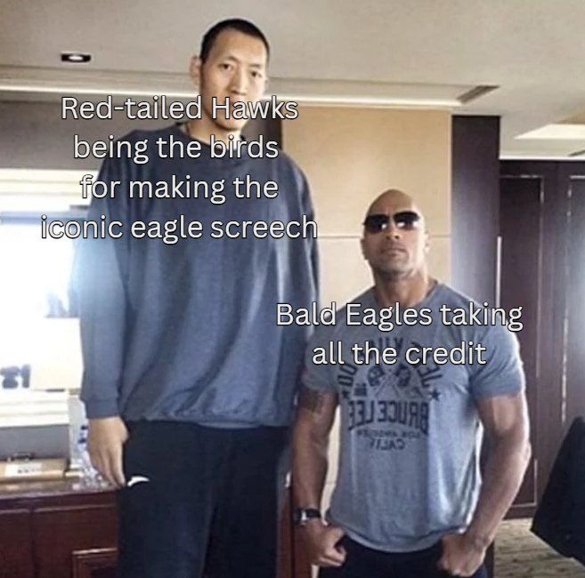 A meme using the Yao Ming/Dwayne Johnson comparison photo, labeled 'Red-tailed Hawks being the birds for making the iconic eagle screech' (tall man) and 'Bald Eagles taking all the credit' (muscular man).