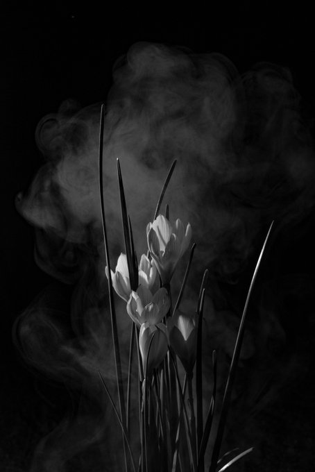 The image features a group of white flowers with green stems, which are surrounded by smoke. The flowers appear to be wilted, suggesting that they have been left for some time. The smoke surrounding them adds an element of mystery or intrigue to the scene. The photo is in black and white, giving it a timeless quality. It seems like the image has been shared on social media, as indicated by the caption "gm Day 4 of #Lookatthefloerstez It'S never too late to mint and we have a wonderful #1 just dropped!".