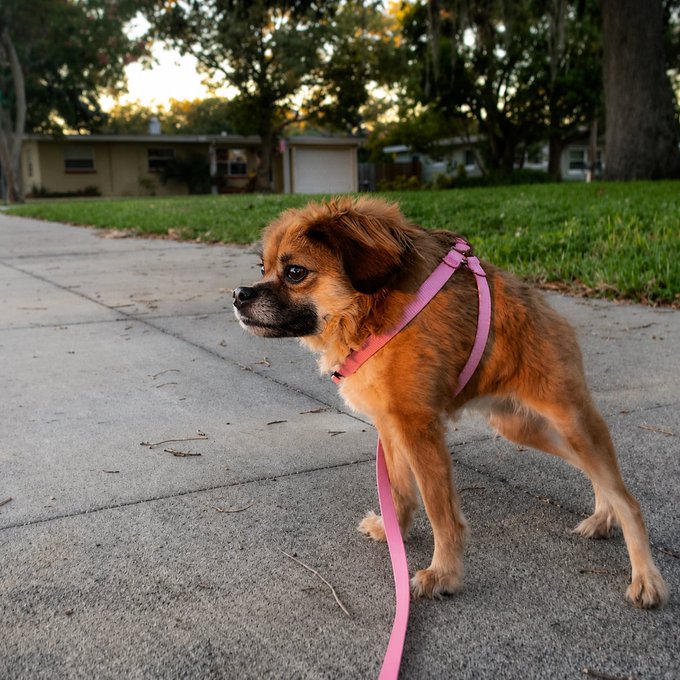 A small reddish-brown dog stands on a sidewalk wearing a pink harness and leash, with a house and trees visible in the background. There is no visible text, ticker, or branding in the image that connects to the "$TILLY" community reference in the post, so the image appears to be unrelated to the accompanying text.