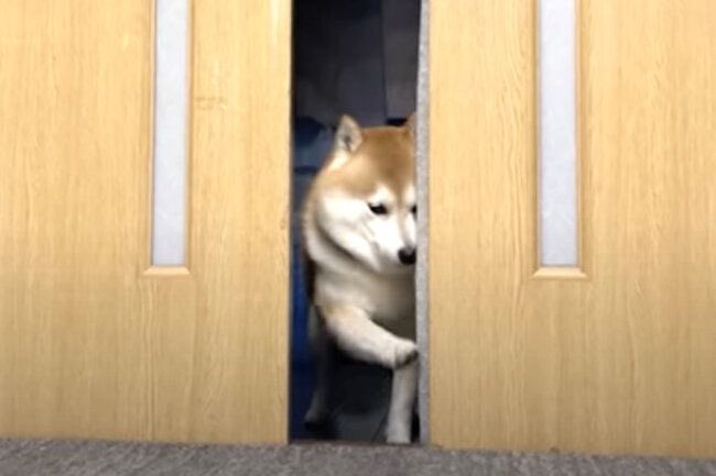 A Shiba Inu dog squeezes through a partially open wooden door, peering into the room with one paw visible.