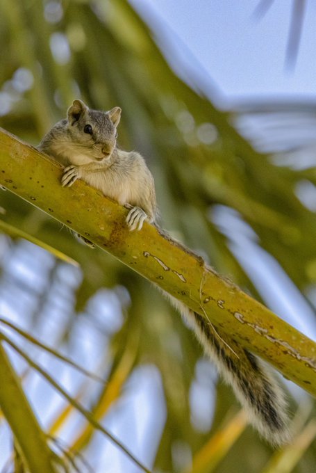 A close-up photograph of a small squirrel clinging to a yellow-green palm frond with a blurred background.