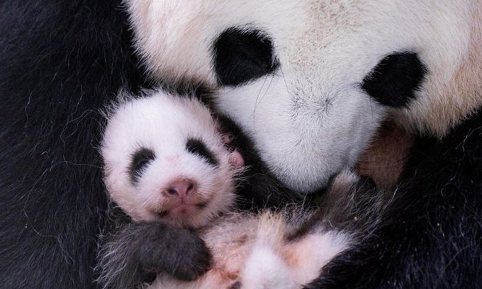 An adorable 21-day-old baby panda cub sleeps peacefully against its mother. The image ties to the post as "Zhu Bao" (主寶, meaning "treasure") references the iconic giant panda, while the contract address and ticker playfully riff on the cub's charm as a meme coin mascot.