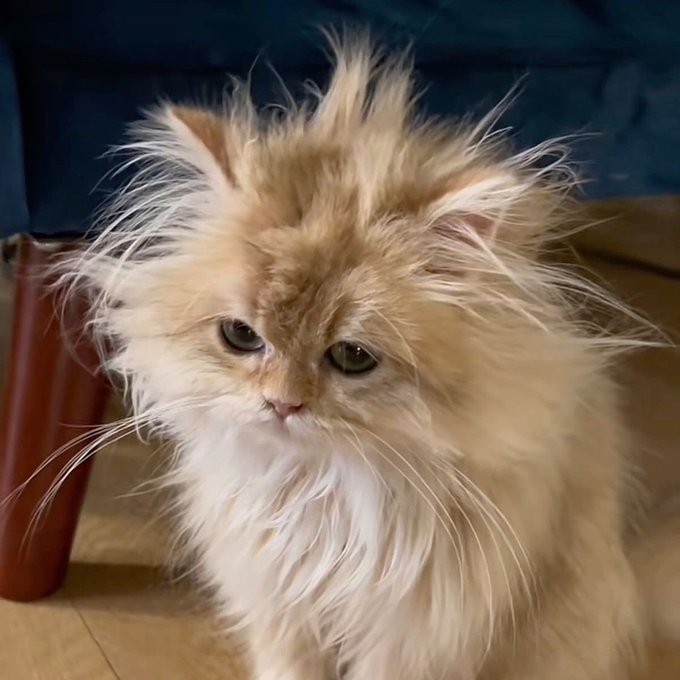 A close-up portrait of a fluffy, long-haired orange and white cat with striking tufts of hair around its face, sitting near a dark blue chair leg.