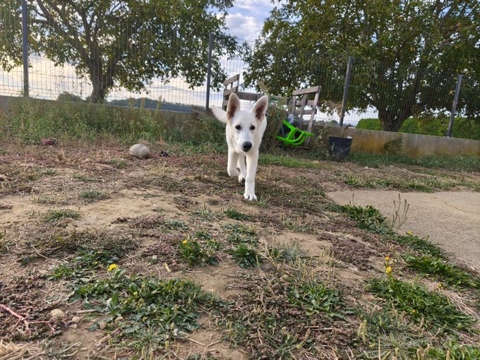 A white dog, possibly a husky puppy, walks toward the camera across a dirt and grass area in what appears to be a backyard with a fence and trees in the background.