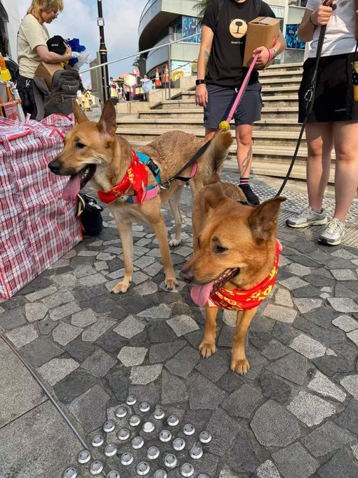 Two brown dogs wearing colorful bandanas and harnesses stand on a cobblestone pavement at what appears to be an outdoor event, with people and a table with merchandise visible in the background.