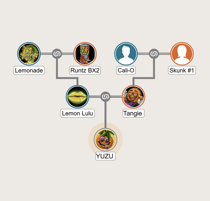 A family tree or breeding chart showing cannabis strain genetics with Lemonade, Runtz BX2, Cali-O, and Skunk #1 as parents breeding into Lemon Lulu and Tangie, which produce YUZU.