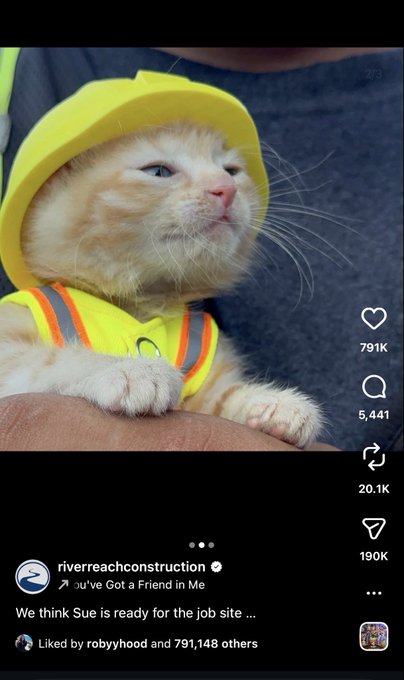 An Instagram screenshot from 'riverreachconstruction' shows a photo of an orange kitten wearing a yellow hard hat and a high-visibility vest, with the caption 'We think Sue is ready for the job site...' set to the song 'You've Got a Friend in Me.'