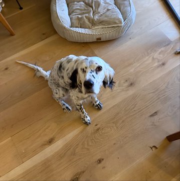 A young English Setter with a white coat and distinctive black/brown speckled markings sits attentively on a light hardwood floor next to a plush dog bed, looking up at the camera with an endearing expression. The caption "Such a beautiful doge" perfectly captures the puppy's sweet, innocent appearance.