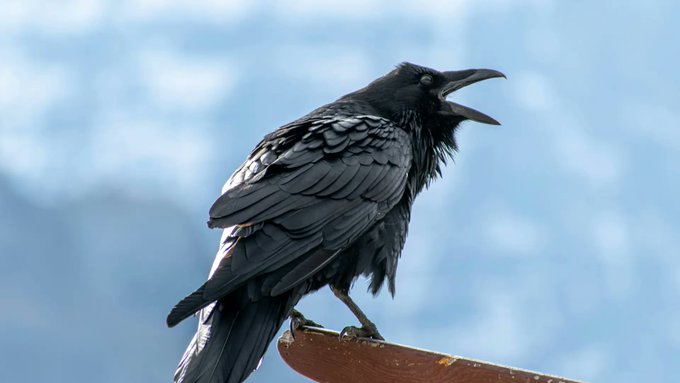 A close-up photograph of a black raven or crow perched on a wooden ledge with its beak open, set against a soft, blurred sky background.