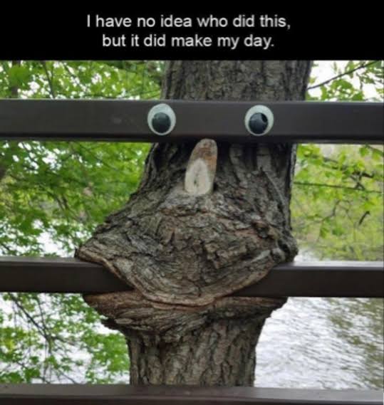 A picture of a tree trunk behind a fence has been decorated with googly eyes, accompanied by the caption 'I have no idea who did this, but it did make my day.'