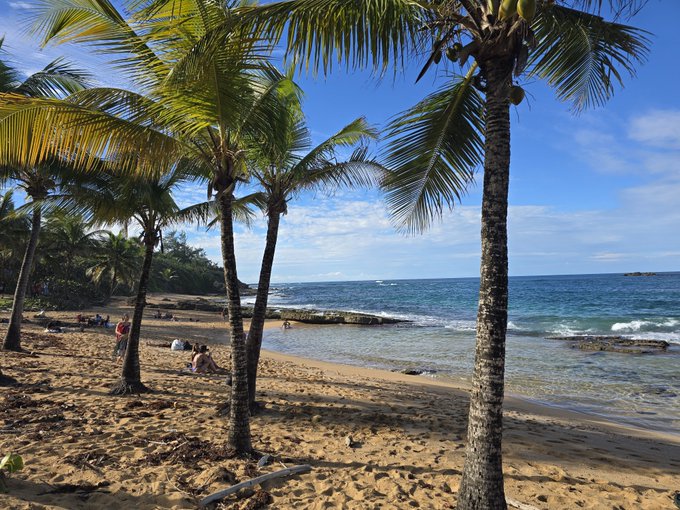 A tropical beach scene featuring palm trees in the foreground, sandy shoreline, and people relaxing near the water under a blue sky.