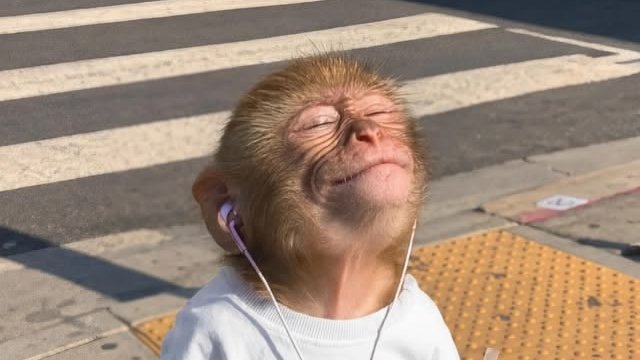 A baby monkey wearing earphones stands at a crosswalk with its eyes closed and a content expression.