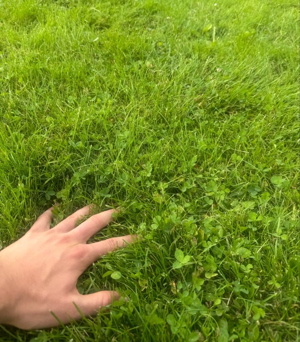 A hand reaches out to touch lush green grass dotted with clover plants in an outdoor setting.