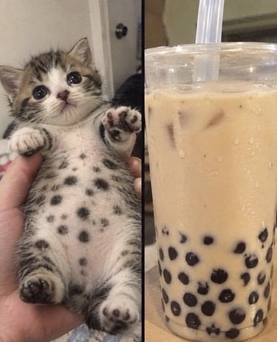 A side-by-side comparison of a cute spotted kitten lying on its back showing its spotted belly next to a bubble tea with black tapioca pearls at the bottom