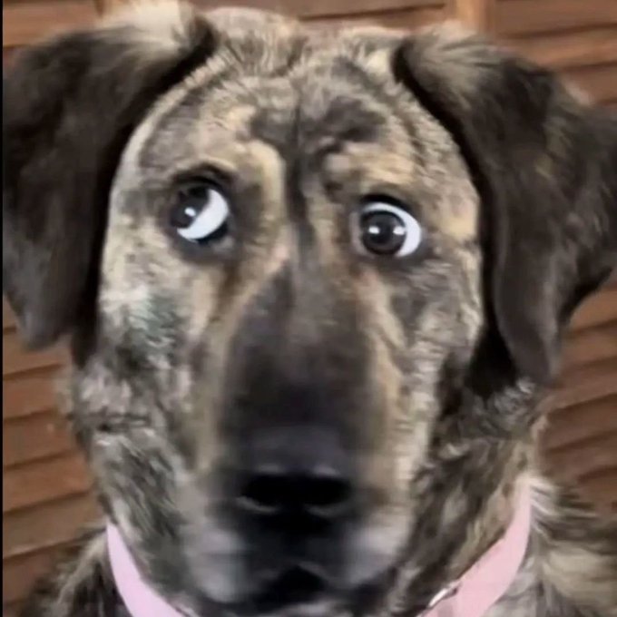 A close-up of a brindle dog with wide, bulging eyes and a pink collar, identified in the text as "The Geeker Dog."