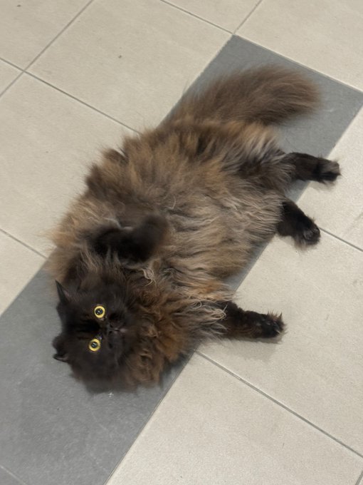 A fluffy dark brown/black long-haired cat lying on its back on a tiled floor with a gray mat, looking up at the camera with bright yellow eyes.