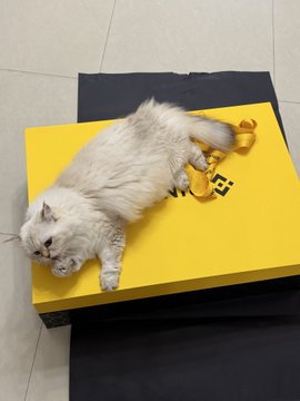 A white fluffy cat lying on top of a yellow Binance gift bag and dark tissue paper on the floor.