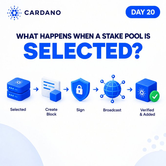 A Cardano infographic titled 'WHAT HAPPENS WHEN A STAKE POOL IS SELECTED?' outlining a five-step process: Selected, Create Block, Sign, Broadcast, and Verified & Added.
