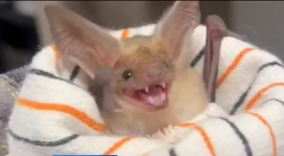 A close-up of a small light-brown bat with large pointed ears, wide-open mouth showing tiny sharp teeth, wrapped in a white blanket with orange stripes.