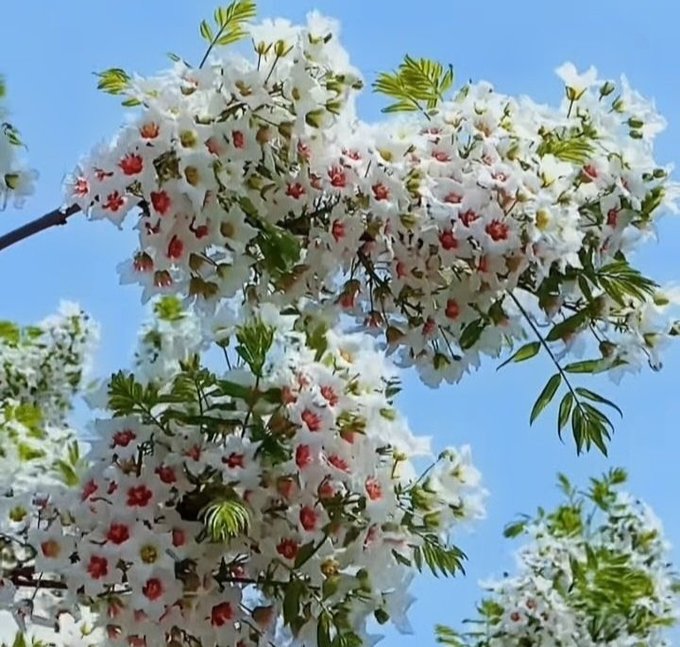 Clusters of white blossoms with pinkish-red centers bloom on the branches of a tree against a clear blue sky.
