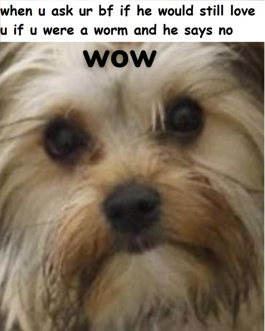A meme featuring a close-up of a fluffy dog with the caption 'when u ask ur bf if he would still love u if u were a worm and he says no WOW'.