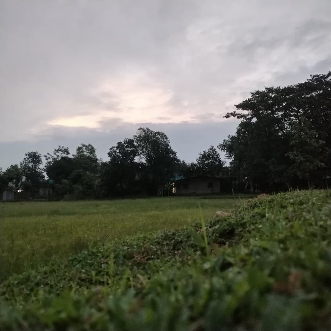 A low-angle photograph of a grassy field at dusk with trees and a small building visible under a cloudy sky.