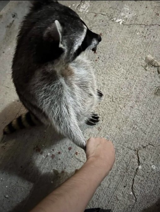 A photo of a raccoon standing on its hind legs on cracked pavement, holding a person's hand with its small paw, with a striped tail visible behind it.