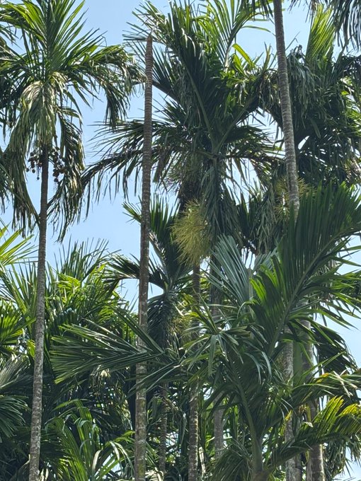 The image shows a group of palm trees with green leaves against a clear blue sky, suggesting that it was taken during the day under good weather conditions. The photo appears to be posted on social media or shared among friends, as indicated by the caption "Good morning my X family Today very hot day, again start work @NomismaNetwork 3look @Appreciators_IO Alpha @useTria @sleepagotchi @River4fun".