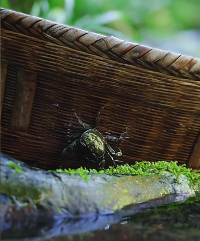 A small crab resting on a moss-covered rock at the base of a woven bamboo basket, set against a lush green background.