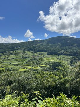 A scenic landscape view of lush green rice terraces on rolling hills under a bright blue sky with scattered clouds.