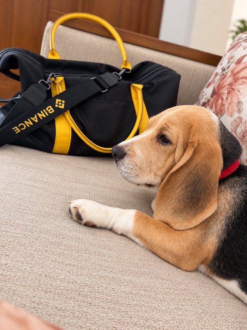 A beagle puppy resting on a beige couch next to a black and yellow Binance-branded duffel bag.