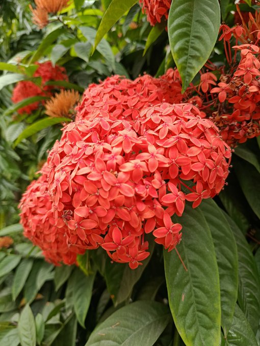 The image features a close-up view of red flowers with green leaves surrounding them. The focus of the photo seems to be on these vibrant flowers, drawing attention to their beauty and color. The background appears to be blurred, making the flowers stand out even more. This composition creates an interesting visual effect that highlights the flowers as the main subject of the image.