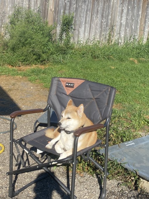 A Shiba Inu relaxes peacefully on a MAC-branded folding chair in a sunny backyard, fittingly embodying the $DOG ticker as the quintessential "doge" breed lounging in comfort.
