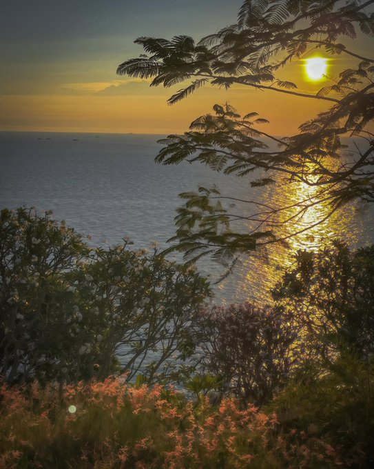 A scenic sunset view over the ocean, framed by tree branches and pink flowers in the foreground, with the sun casting a golden reflection on the water.