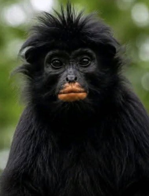 A close-up portrait of a black crested macaque with distinctive orange lips and a tufted hairdo against a blurred green background.