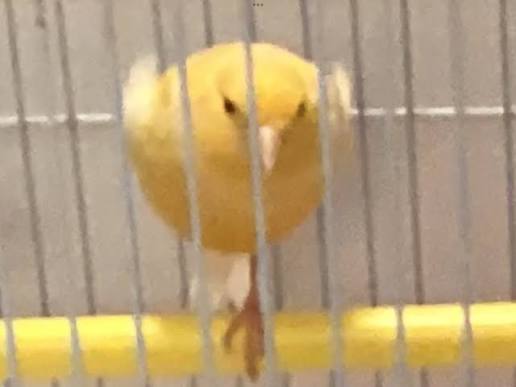 A small yellow canary perched inside a cage, viewed through the metal bars.