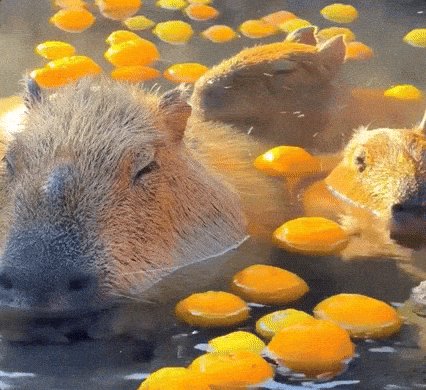 The image features a group of animals, including two rodents (possibly rodents or hamsters), swimming in water with yellow fruit floating around them. The caption suggests that there are still many more days left until the end of the 69-day countdown for the release of the new album.