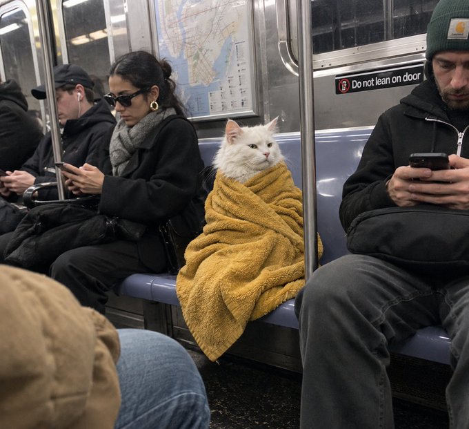A white cat sits upright on a subway seat between two passengers, wrapped snugly in a yellow towel like a passenger, while the humans on either side look at their phones.