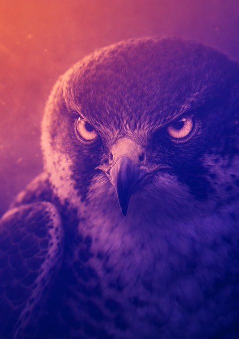 A close-up of an intense, piercing-eyed hawk bathed in dramatic purple and orange lighting captures the fierce, predatory spirit behind the announcement that "Falcon-512 has landed." The hawk's commanding gaze mirrors the powerful presence of the newly arrived Falcon-512.