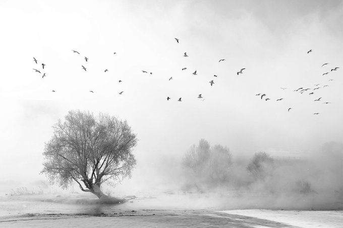 A black and white landscape photograph featuring a solitary bare tree in a misty field, with a flock of birds flying across a cloudy sky.