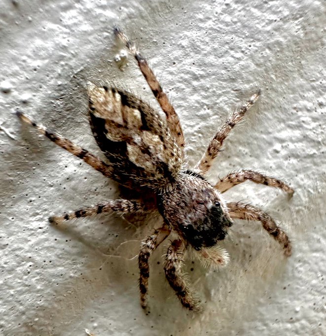 A close-up macro photograph of a small jumping spider with brown and white striped legs resting on a textured white wall.