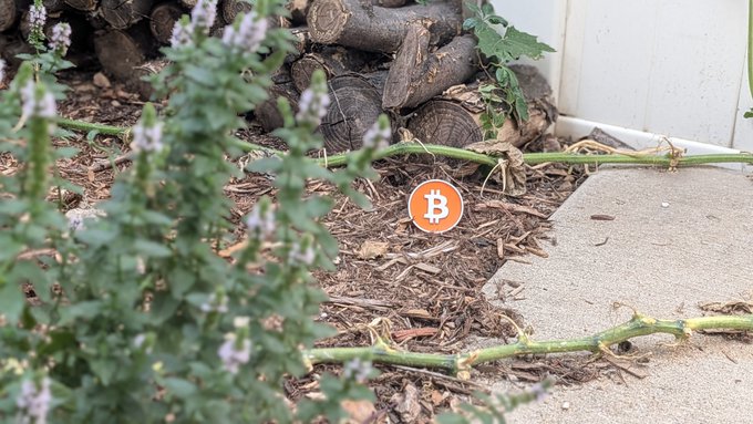 An orange Bitcoin (₿) logo sign is partially hidden in mulch and plant debris next to a stack of firewood, surrounded by green foliage and vines.