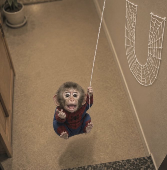 A baby monkey in a Spider-Man costume swings from a web-decorated wall down a hallway, looking excited and carefree. The image playfully captures the post's theme of staying stable and "spider-sense" calm amid market volatility—parodying the idea that $U remains anchored at $1 with no drama, just a smooth, uneventful swing through the chaos.
