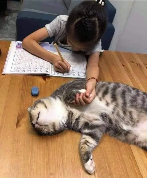 A young girl diligently practices her Chinese characters in a workbook while her tabby cat sleeps peacefully beside her on the wooden floor, stretching one paw into her hand.

Note: I don't see any clear text, numbers, tickers, or names visible in the image that connect to the caption "For the Full Linn Experience check out:". The image itself shows only a Chinese writing practice workbook without visible readable text to transcribe.