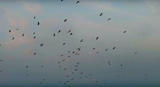 A flock of birds flying in formation against a dusky, cloudy sky.