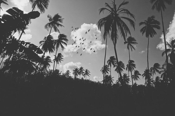 A black-and-white silhouette photograph of palm trees with a flock of birds flying through bright clouds in the sky.